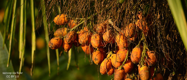 Bhutan Identifies Four New Routes for Areca Nut Exports to India